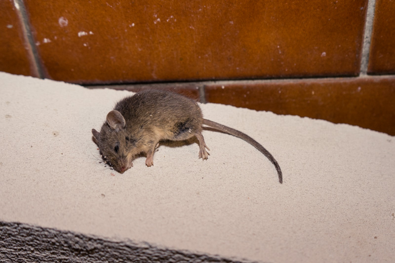 Deratyzacja - młody szczur wędrowny w mieszkaniu